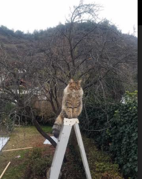 本菲卡锋线配合默契,频造杀机,本菲卡为什么叫本菲卡
