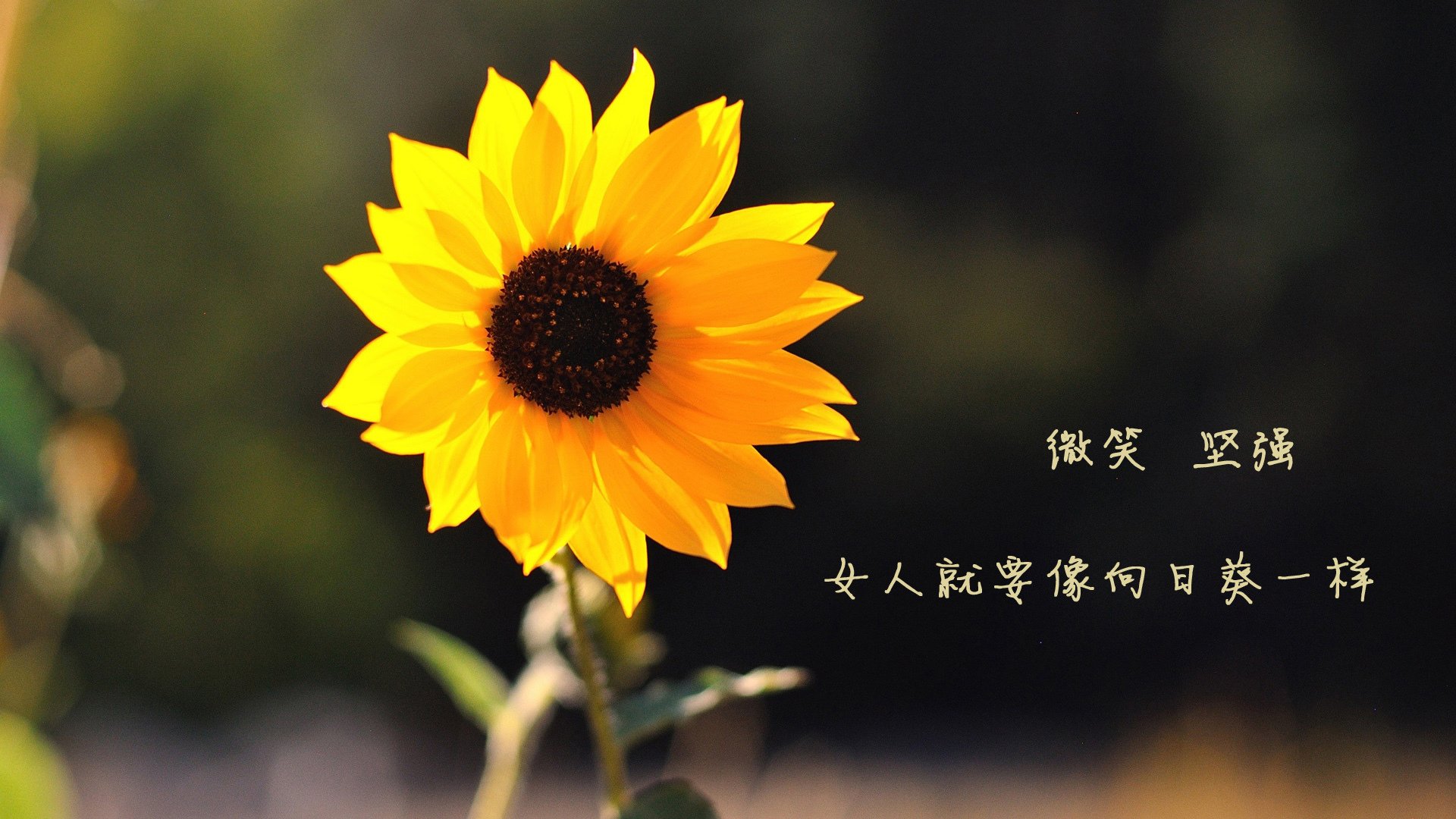 本菲卡锋线配合默契,频造杀机,本菲卡为什么叫本菲卡